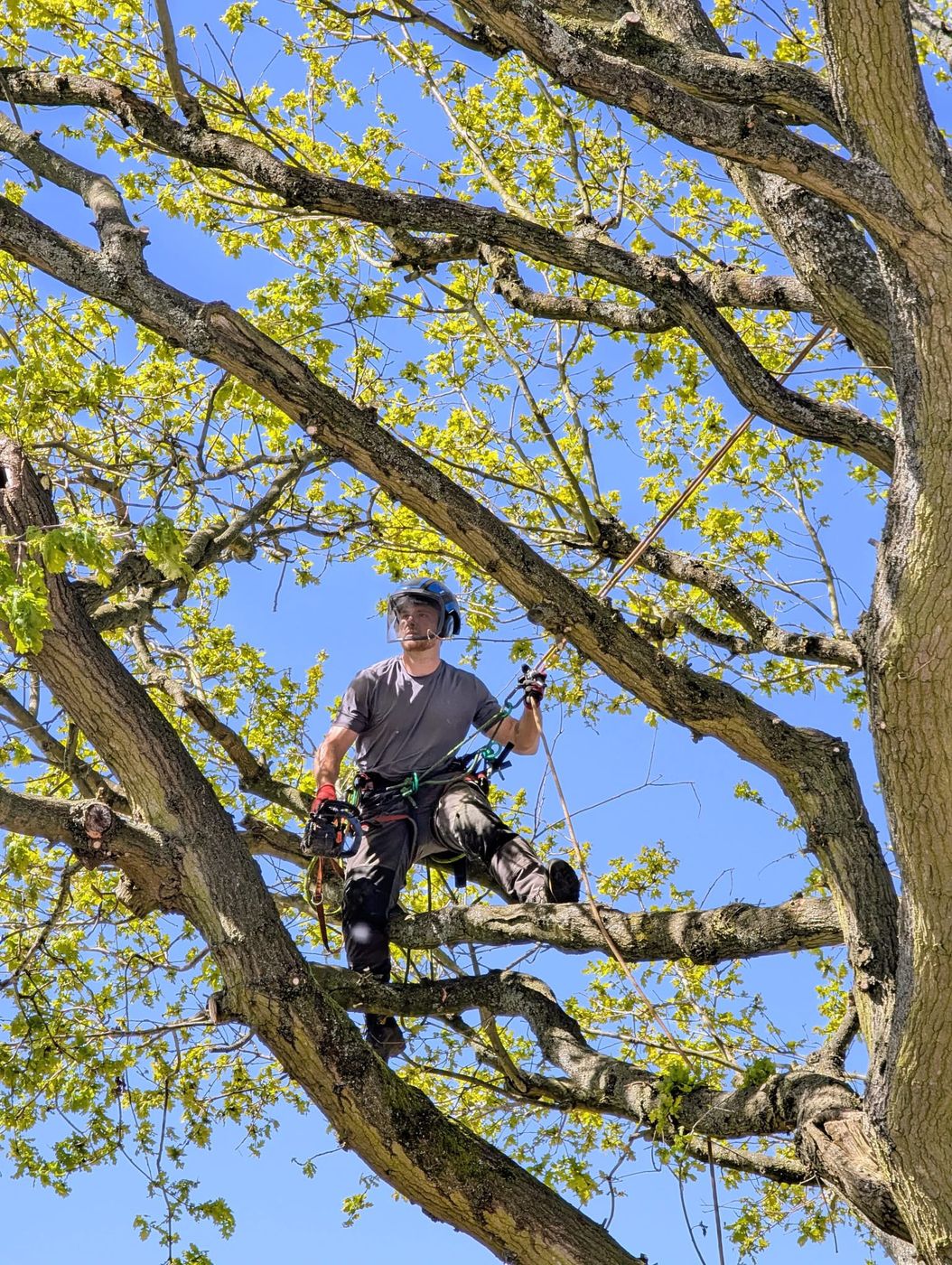 Climber working in the crown of an oak in spring