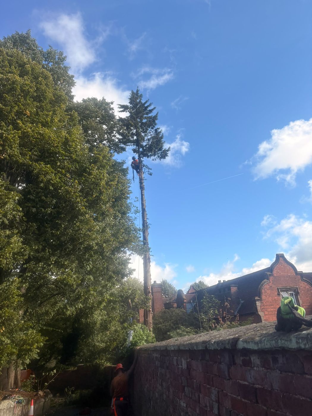 Climber at the top of a tall conifer being dismantled beside a walled garden