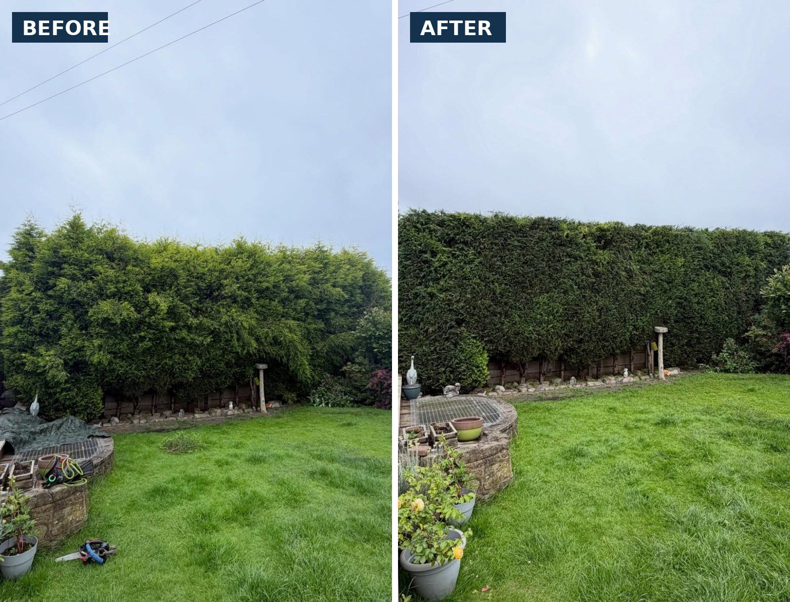 Before and after conifer hedge trim