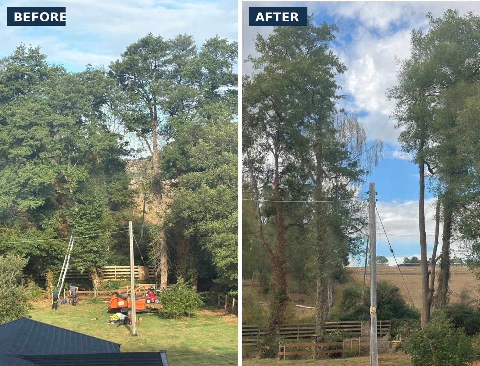 Before and after: a dead tree beside a paddock removed