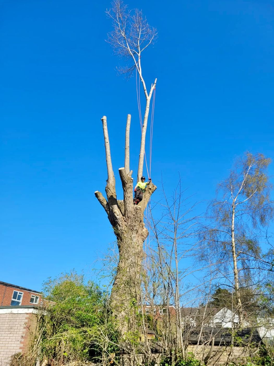 Climber dismantling a large tree in sections with lowering ropes