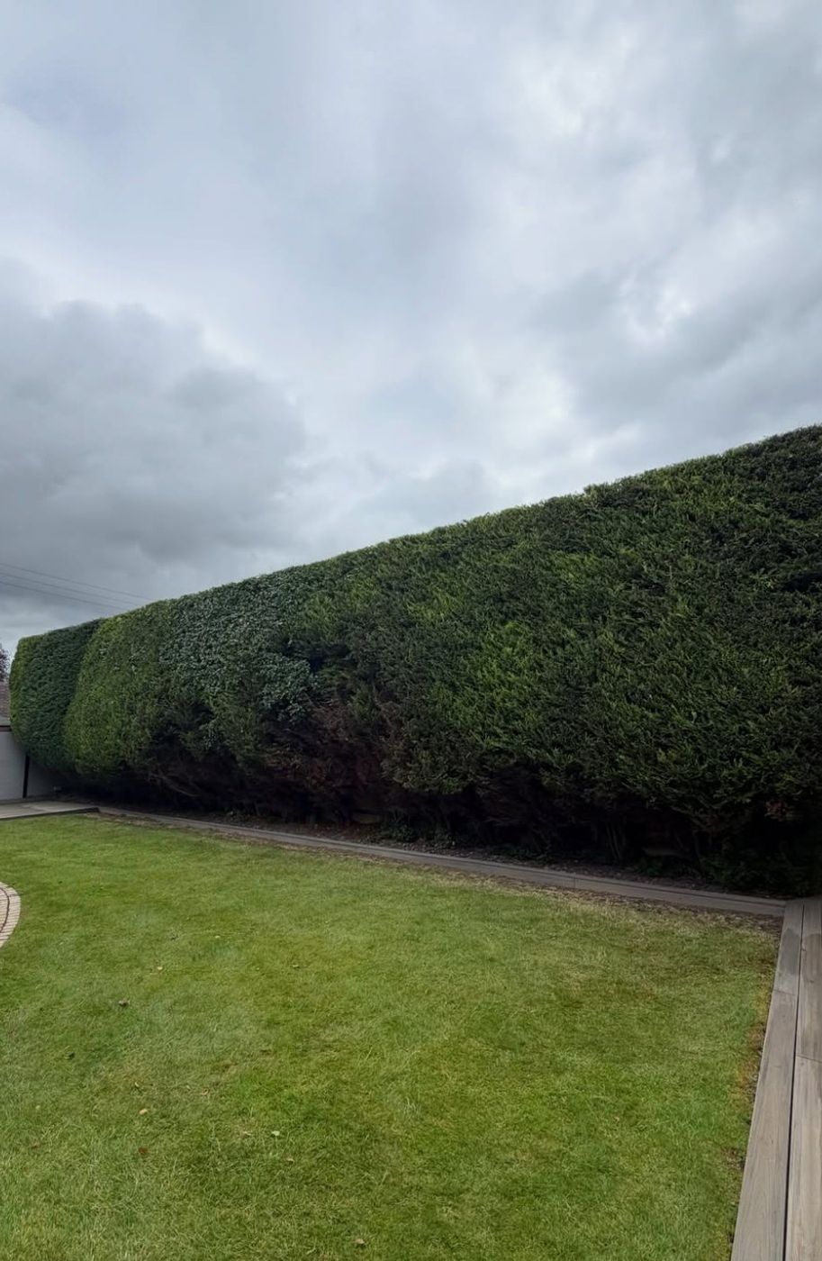Tall conifer hedge reduced and squared off beside garden decking