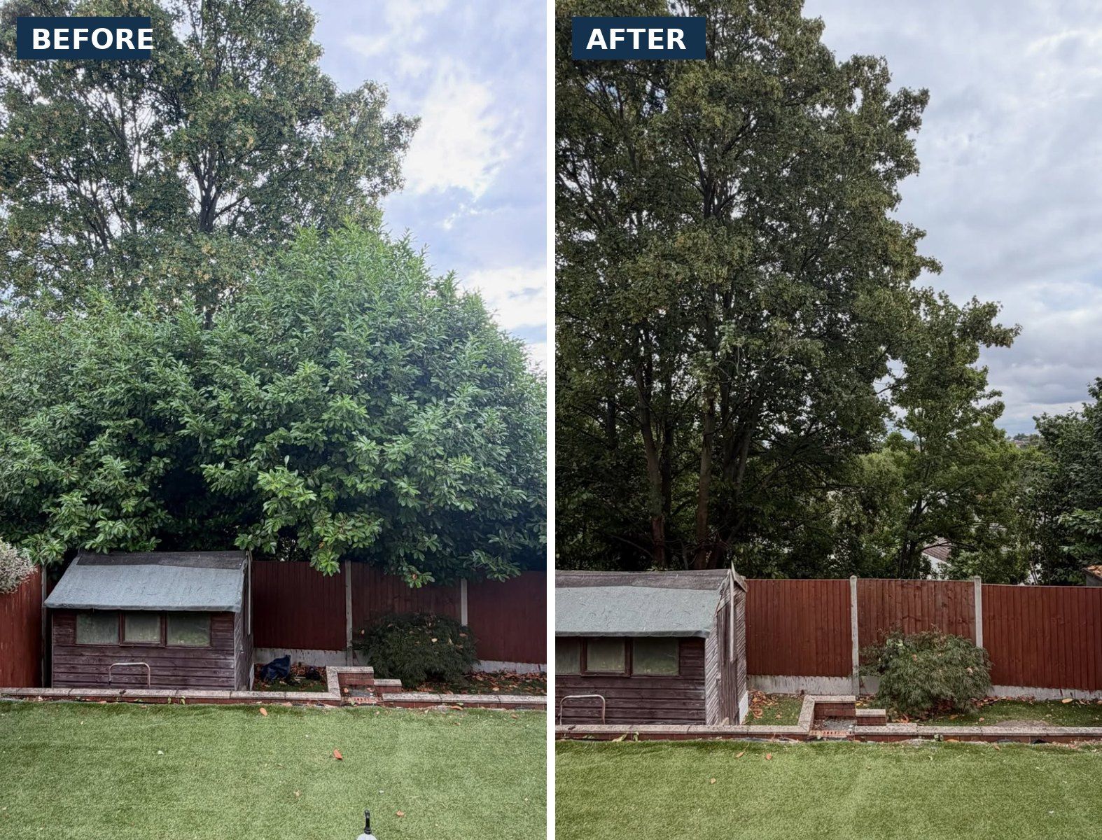 Before and after: overgrown laurel behind a garden shed removed